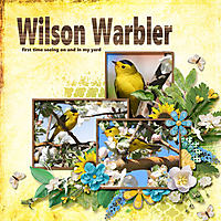 Wilson_Warbler_small2.jpg