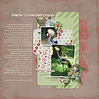 black-crowned-crane.jpg