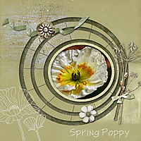 spring_poppy_gallery.jpg