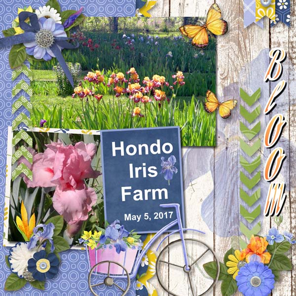 Hondo Iris Farm