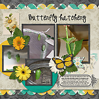 butterfly-hatchery.jpg