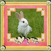 rabbit_.jpg