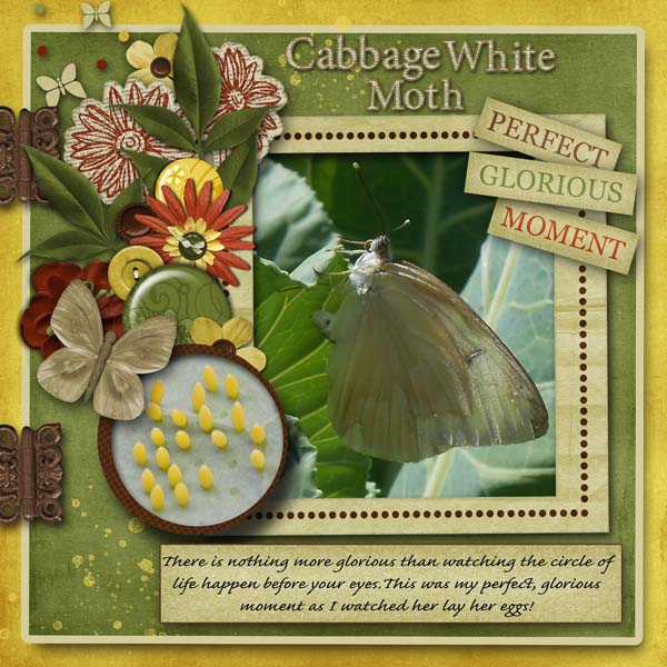 Cabbage White Moth