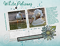 White-Pelicans-GS.jpg