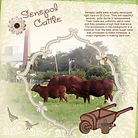 Senepol-Cattle-4web.jpg
