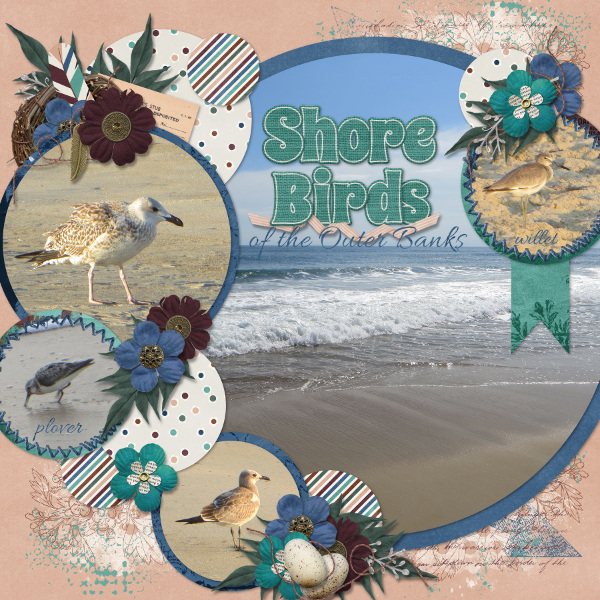 Shore Birds of the Outer Banks