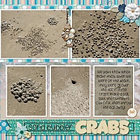 sand_bubbler_crabs.jpg