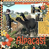 Meeting-the-Alpacas_webjmb.jpg