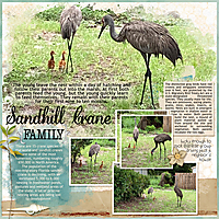 2021-06-25-Sandhill-Crane-family.jpg