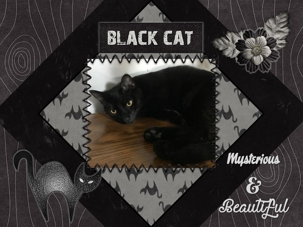 Black Cat - October 2017 Color Challenge