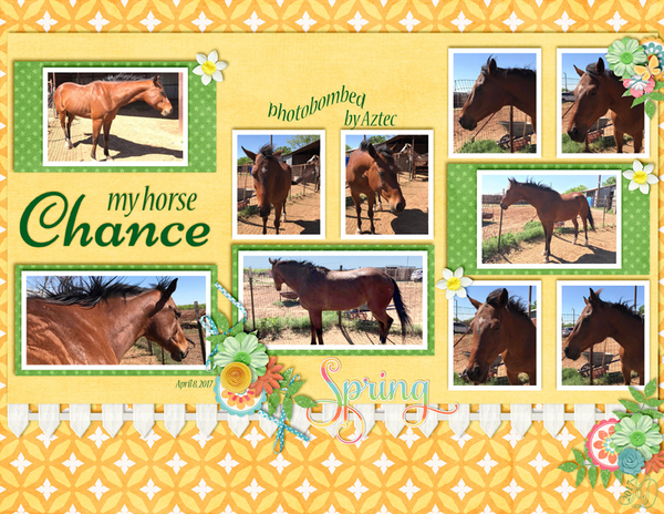 my horse Chance