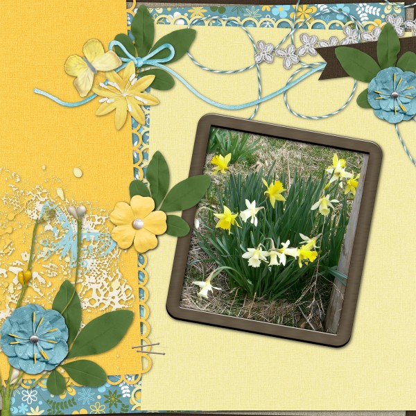 2017 Spring Daffodils